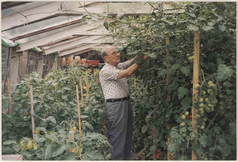 Man-in-moestuin-in-serre-Booischot-jaren-1970