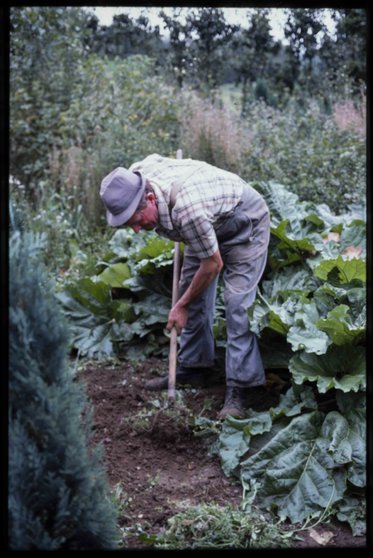 Man-aan-het-werk-in-moestuin-Linden-1985