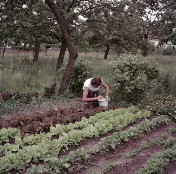 Vrouw-werkt-in-de-moestuin
