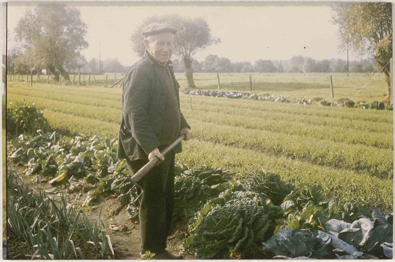 Man-met-hark-in-moestuin-Booischot-jaren-1970